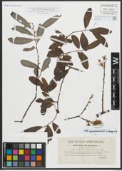 Foto von Salix appendiculata Vill. x Salix eleagnos Scop.